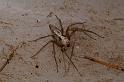 Oxyopes_variabilis_D7786_Z_88_North Stradbroke island_Australie